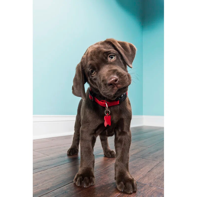 A Standing Chocolate Labrador Puppy by Cmannphoto wall art print 24x36