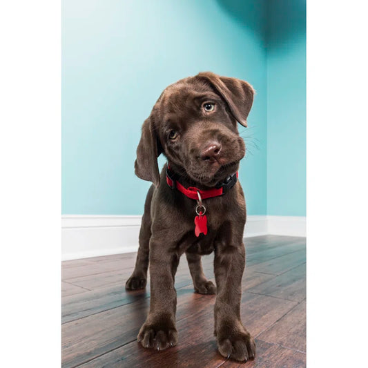 A Standing Chocolate Labrador Puppy by Cmannphoto wall art print 24x36
